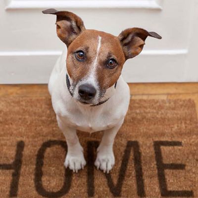 Paw Toolkit welcome image