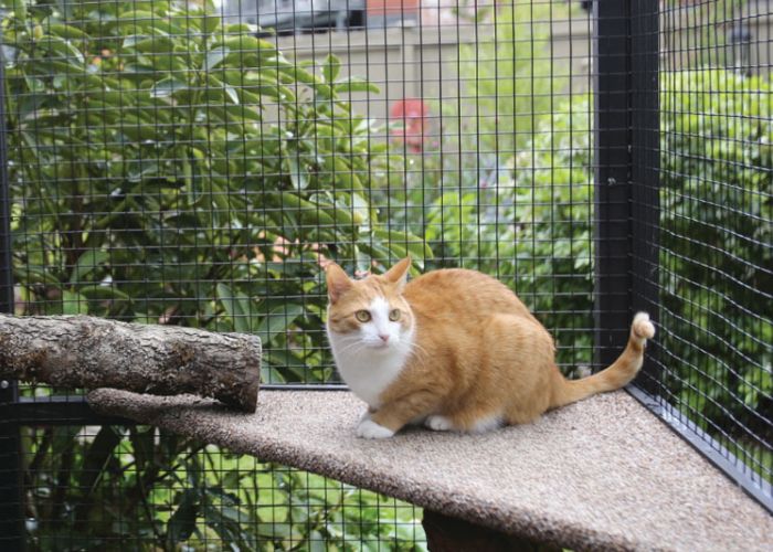 a cat crouching on a platform inside a catio